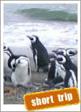 Sea lions, Penguins and whales