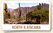 Atacama and North of Argentina